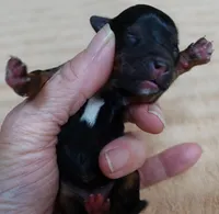 Tiny Daisy 4 ounces, a female Yorkshire Terrier for sale in Colcord, OK – 4 of 9