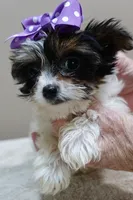 TEACUP Claire 1.2 lbs , a female Yorkshire Terrier for sale in Colcord, OK – 4 of 10
