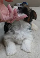 Eli parti, a male Yorkshire Terrier for sale in Colcord, OK – 7 of 10