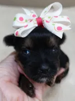 Molly 9 ounces pending, a female Yorkshire Terrier for sale in Colcord, OK – 4 of 6