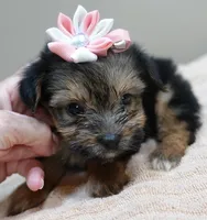 Teacup Bailey 1lb 3 ounces, a female Yorkshire Terrier for sale in Colcord, OK – 5 of 10