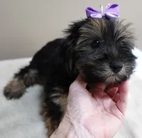2nd chance door trained , a female Yorkshire Terrier for sale in Colcord, OK – 4 of 10