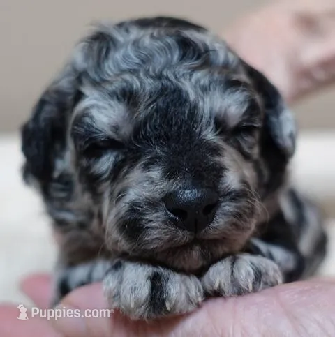 Marley  – Poodle - Toy  puppy for sale in Colcord, OK