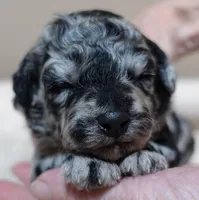 Marley , a female Poodle - Toy  for sale in Colcord, OK – 1 of 10