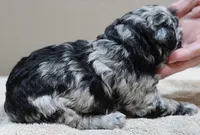 Marley , a female Poodle - Toy  for sale in Colcord, OK – 4 of 10