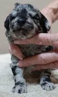 Marley , a female Poodle - Toy  for sale in Colcord, OK – 8 of 10