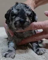 Marley , a female Poodle - Toy  for sale in Colcord, OK – 2 of 10