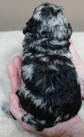 Marley , a female Poodle - Toy  for sale in Colcord, OK – 10 of 10