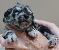 Marley , a female Poodle - Toy  for sale in Colcord, OK – 9 of 10