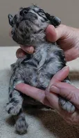 Marley , a female Poodle - Toy  for sale in Colcord, OK – 5 of 10