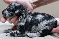 Marley , a female Poodle - Toy  for sale in Colcord, OK – 3 of 10