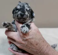 Marley , a female Poodle - Toy  for sale in Colcord, OK – 7 of 10