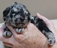 Marley , a female Poodle - Toy  for sale in Colcord, OK – 6 of 10
