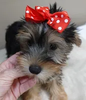Ziggy door potty trained, a male Yorkshire Terrier for sale in Colcord, OK – 3 of 10