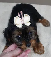 huge lover dog door trained , a female Yorkshire Terrier for sale in Colcord, OK – 4 of 10