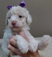 Lemon chiffon Effie LAST ONE, a female Poodle - Toy  for sale in Colcord, OK – 8 of 10