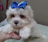 Bogie, a male Maltese for sale in Colcord, OK – 4 of 10