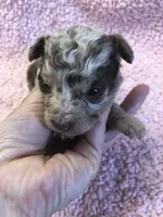 Ledger APRI, a male Poodle - Toy  for sale in Colcord, OK – 5 of 9