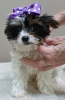 TEACUP Claire 1.2 lbs , a female Yorkshire Terrier for sale in Colcord, OK – 5 of 10