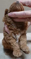Valentine, a male Poodle - Toy  for sale in Colcord, OK – 4 of 9