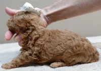 Valentine, a male Poodle - Toy  for sale in Colcord, OK – 5 of 9