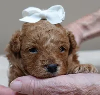 Valentine, a male Poodle - Toy  for sale in Colcord, OK – 7 of 9
