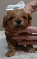 Valentine, a male Poodle - Toy  for sale in Colcord, OK – 3 of 9