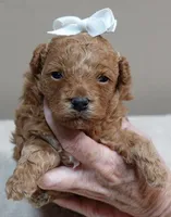 Valentine, a male Poodle - Toy  for sale in Colcord, OK – 2 of 9