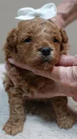 Valentine, a male Poodle - Toy  for sale in Colcord, OK – 6 of 9