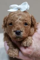 Valentine, a male Poodle - Toy  for sale in Colcord, OK – 8 of 9