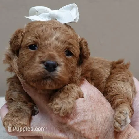 Valentine – Poodle - Toy  puppy for sale in Colcord, OK