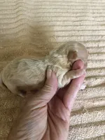 Duchess, a female Maltipoo for sale in Colcord, OK – 3 of 10