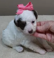 Maggie mae chocolate parti, a female Poodle - Toy  for sale in Colcord, OK – 7 of 10