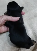 18 ounce Noodles , a male Yorkshire Terrier for sale in Colcord, OK – 8 of 9