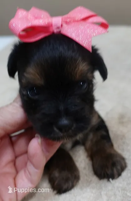2nd chance – Yorkshire Terrier puppy for sale in Colcord, OK