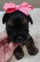2nd chance, a female Yorkshire Terrier for sale in Colcord, OK – 1 of 5