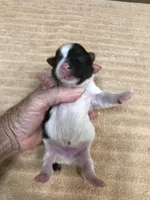Eli parti, a male Yorkshire Terrier for sale in Colcord, OK – 3 of 10