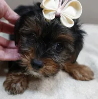 huge lover dog door trained , a female Yorkshire Terrier for sale in Colcord, OK – 5 of 10