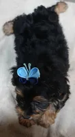 needs home 1, a male Yorkshire Terrier for sale in Colcord, OK – 9 of 10