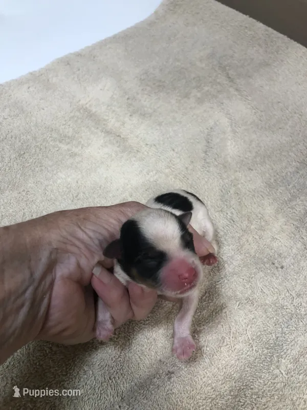 Lexiea – Yorkshire Terrier puppy for sale in Colcord, OK