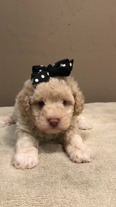 Kenobi lemon chiffon parti, a male Poodle - Toy  for sale in Colcord, OK – 3 of 10