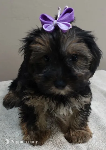 2nd chance – Yorkshire Terrier puppy for sale in Colcord, OK