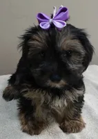2nd chance door trained , a female Yorkshire Terrier for sale in Colcord, OK – 1 of 10