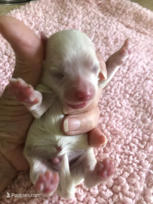 Zuko – Maltipoo puppy for sale in Colcord, OK