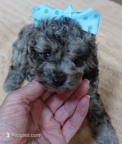 Merle Stanley 1 lb 12 ozs – Poodle - Toy  puppy for sale in Colcord, OK