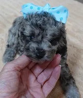 Merle Stanley 1 lb 12 ozs, a male Poodle - Toy  for sale in Colcord, OK – 1 of 10