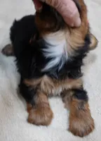 Bubbles, a female Yorkshire Terrier for sale in Colcord, OK – 4 of 10