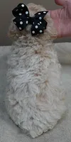 Kenobi lemon chiffon parti, a male Poodle - Toy  for sale in Colcord, OK – 10 of 10