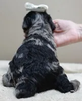 Milo blue merle, a male Poodle - Toy  for sale in Colcord, OK – 9 of 10