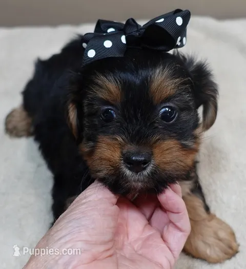 Peyton – Yorkshire Terrier puppy for sale in Colcord, OK